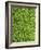 Moss, Bryopsida, Bartramia Stricta, Close-Up-Thonig-Framed Photographic Print