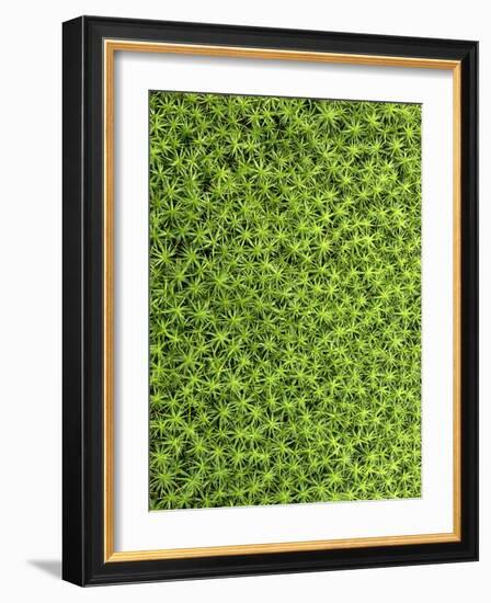 Moss, Bryopsida, Bartramia Stricta, Close-Up-Thonig-Framed Photographic Print