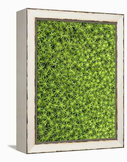 Moss, Bryopsida, Bartramia Stricta, Close-Up-Thonig-Framed Premier Image Canvas