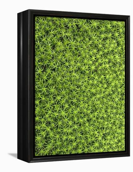 Moss, Bryopsida, Bartramia Stricta, Close-Up-Thonig-Framed Premier Image Canvas