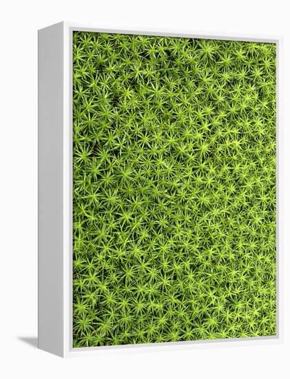 Moss, Bryopsida, Bartramia Stricta, Close-Up-Thonig-Framed Premier Image Canvas