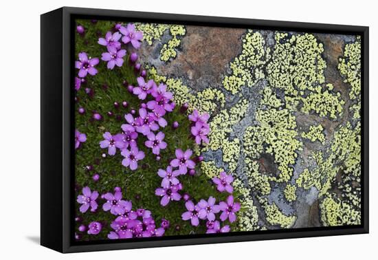 Moss Campion (Silene Acaulis) in Flower Growing on Rock, Liechtenstein, June 2009-Giesbers-Framed Premier Image Canvas