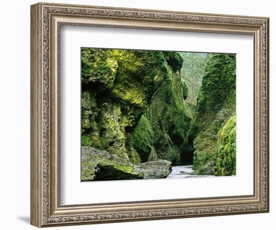 Moss Coating Oneonta Gorge-Jim Zuckerman-Framed Photographic Print