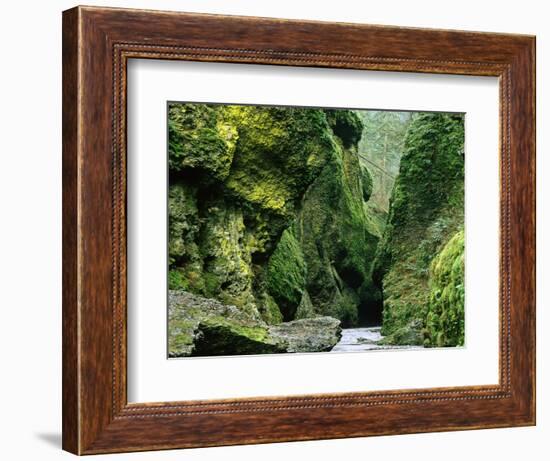 Moss Coating Oneonta Gorge-Jim Zuckerman-Framed Photographic Print