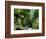 Moss Coating Oneonta Gorge-Jim Zuckerman-Framed Photographic Print