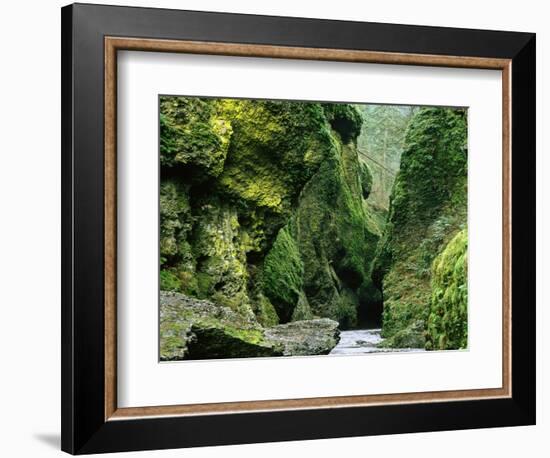 Moss Coating Oneonta Gorge-Jim Zuckerman-Framed Photographic Print