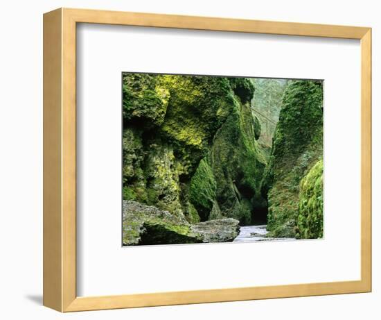 Moss Coating Oneonta Gorge-Jim Zuckerman-Framed Photographic Print