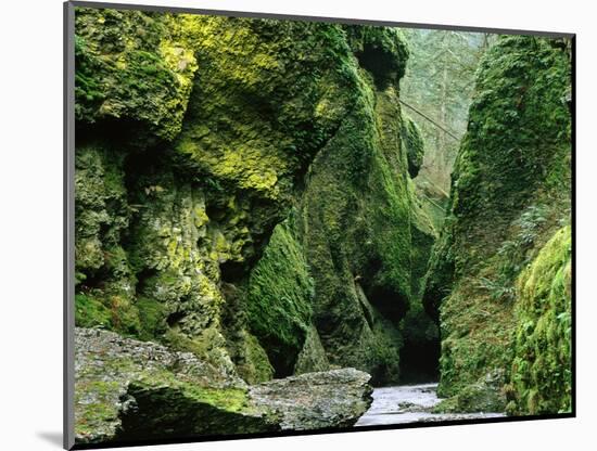 Moss Coating Oneonta Gorge-Jim Zuckerman-Mounted Photographic Print