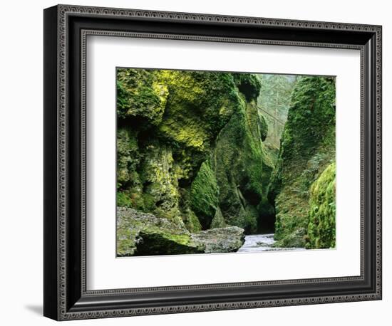 Moss Coating Oneonta Gorge-Jim Zuckerman-Framed Photographic Print