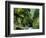 Moss Coating Oneonta Gorge-Jim Zuckerman-Framed Photographic Print