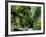 Moss Coating Oneonta Gorge-Jim Zuckerman-Framed Photographic Print