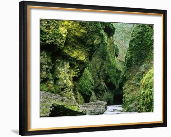 Moss Coating Oneonta Gorge-Jim Zuckerman-Framed Photographic Print