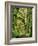 Moss covered Bigleaf Maples, Hoh Rain Forest, Olympic National Park, Washington, USA-Charles Gurche-Framed Photographic Print