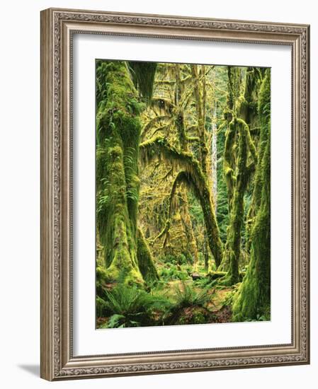 Moss covered Bigleaf Maples, Hoh Rain Forest, Olympic National Park, Washington, USA-Charles Gurche-Framed Photographic Print