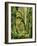 Moss covered Bigleaf Maples, Hoh Rain Forest, Olympic National Park, Washington, USA-Charles Gurche-Framed Photographic Print