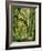 Moss covered Bigleaf Maples, Hoh Rain Forest, Olympic National Park, Washington, USA-Charles Gurche-Framed Photographic Print