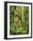 Moss covered Bigleaf Maples, Hoh Rain Forest, Olympic National Park, Washington, USA-Charles Gurche-Framed Photographic Print