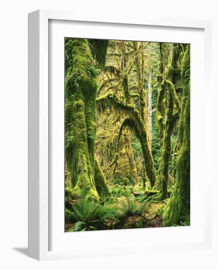 Moss covered Bigleaf Maples, Hoh Rain Forest, Olympic National Park, Washington, USA-Charles Gurche-Framed Photographic Print