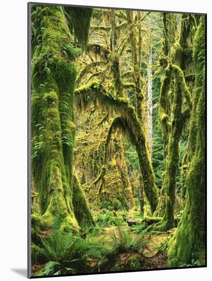 Moss covered Bigleaf Maples, Hoh Rain Forest, Olympic National Park, Washington, USA-Charles Gurche-Mounted Photographic Print