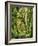 Moss covered Bigleaf Maples, Hoh Rain Forest, Olympic National Park, Washington, USA-Charles Gurche-Framed Photographic Print