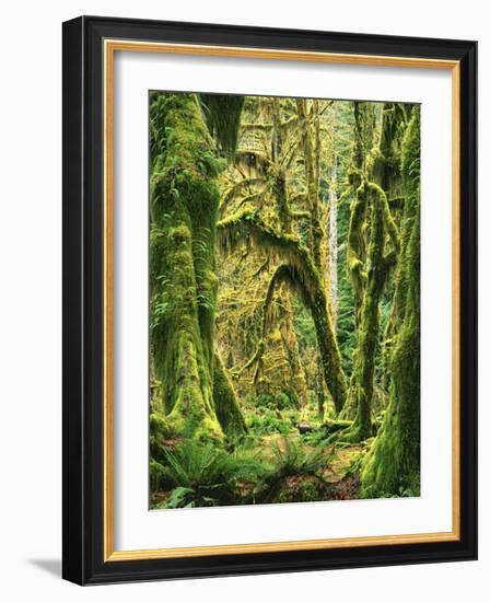 Moss covered Bigleaf Maples, Hoh Rain Forest, Olympic National Park, Washington, USA-Charles Gurche-Framed Photographic Print