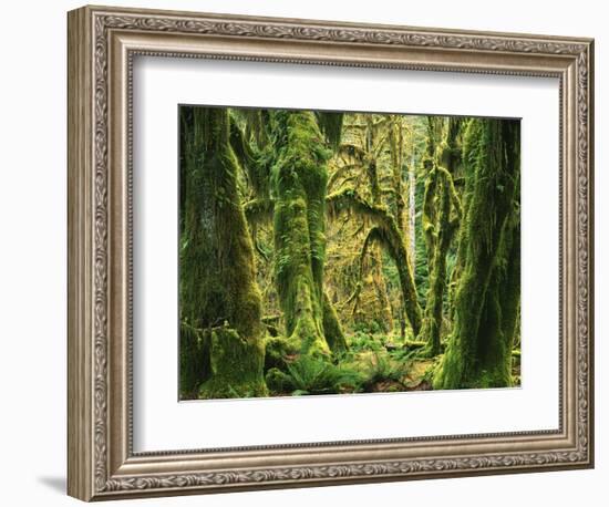 Moss covered Bigleaf Maples, Hoh Rain Forest, Olympic National Park, Washington, USA-Charles Gurche-Framed Photographic Print
