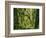 Moss covered Bigleaf Maples, Hoh Rain Forest, Olympic National Park, Washington, USA-Charles Gurche-Framed Photographic Print