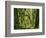 Moss covered Bigleaf Maples, Hoh Rain Forest, Olympic National Park, Washington, USA-Charles Gurche-Framed Photographic Print