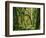 Moss covered Bigleaf Maples, Hoh Rain Forest, Olympic National Park, Washington, USA-Charles Gurche-Framed Photographic Print