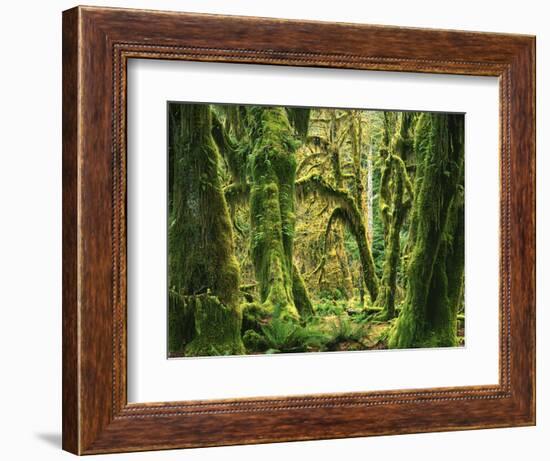 Moss covered Bigleaf Maples, Hoh Rain Forest, Olympic National Park, Washington, USA-Charles Gurche-Framed Photographic Print