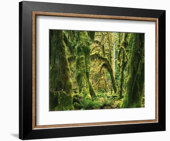 Moss covered Bigleaf Maples, Hoh Rain Forest, Olympic National Park, Washington, USA-Charles Gurche-Framed Photographic Print