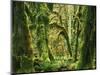 Moss covered Bigleaf Maples, Hoh Rain Forest, Olympic National Park, Washington, USA-Charles Gurche-Mounted Photographic Print