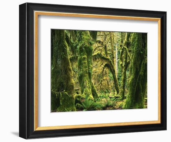 Moss covered Bigleaf Maples, Hoh Rain Forest, Olympic National Park, Washington, USA-Charles Gurche-Framed Photographic Print