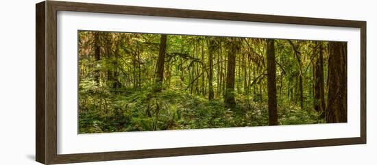 Moss covered Fir trees in Temperate Rainforest, British Columbia, Canada-null-Framed Photographic Print