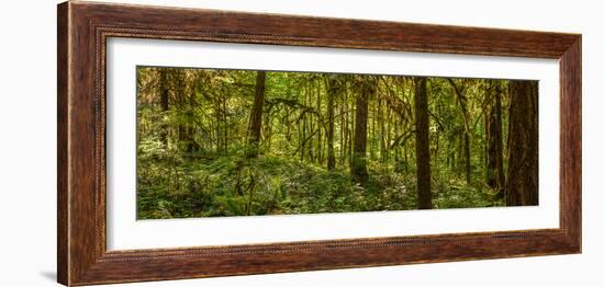 Moss covered Fir trees in Temperate Rainforest, British Columbia, Canada-null-Framed Photographic Print