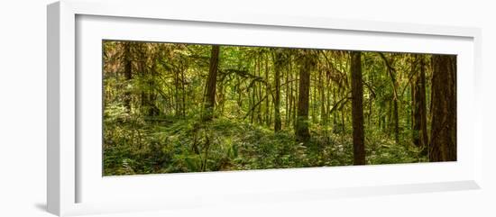 Moss covered Fir trees in Temperate Rainforest, British Columbia, Canada-null-Framed Photographic Print