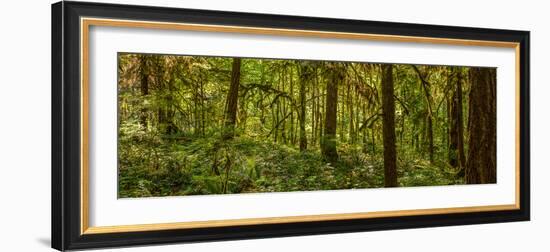 Moss covered Fir trees in Temperate Rainforest, British Columbia, Canada-null-Framed Photographic Print