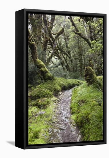 Moss Covered Forest Above Lake Mackenzie, Routeburn Track, Fiordland National Park-Stuart Black-Framed Premier Image Canvas