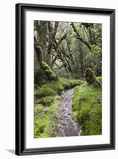 Moss Covered Forest Above Lake Mackenzie, Routeburn Track, Fiordland National Park-Stuart Black-Framed Photographic Print