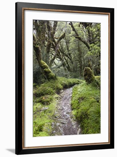 Moss Covered Forest Above Lake Mackenzie, Routeburn Track, Fiordland National Park-Stuart Black-Framed Photographic Print