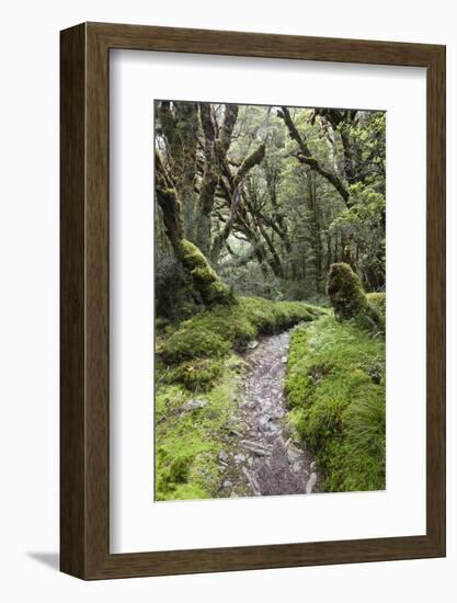 Moss Covered Forest Above Lake Mackenzie, Routeburn Track, Fiordland National Park-Stuart Black-Framed Photographic Print