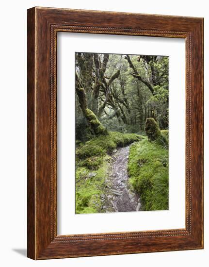 Moss Covered Forest Above Lake Mackenzie, Routeburn Track, Fiordland National Park-Stuart Black-Framed Photographic Print