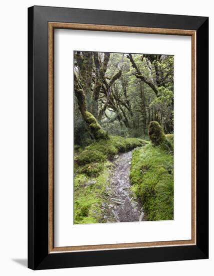 Moss Covered Forest Above Lake Mackenzie, Routeburn Track, Fiordland National Park-Stuart Black-Framed Photographic Print