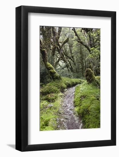 Moss Covered Forest Above Lake Mackenzie, Routeburn Track, Fiordland National Park-Stuart Black-Framed Photographic Print