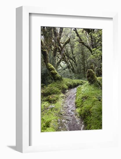 Moss Covered Forest Above Lake Mackenzie, Routeburn Track, Fiordland National Park-Stuart Black-Framed Photographic Print