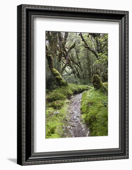 Moss Covered Forest Above Lake Mackenzie, Routeburn Track, Fiordland National Park-Stuart Black-Framed Photographic Print