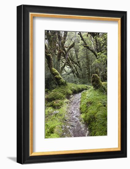 Moss Covered Forest Above Lake Mackenzie, Routeburn Track, Fiordland National Park-Stuart Black-Framed Photographic Print