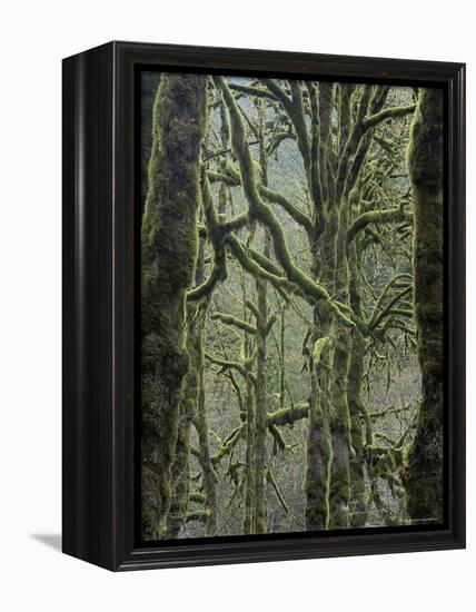 Moss Covered Maple Trees, Dosewallips Campground, Olympic National Park, Washington State, USA-Aaron McCoy-Framed Premier Image Canvas