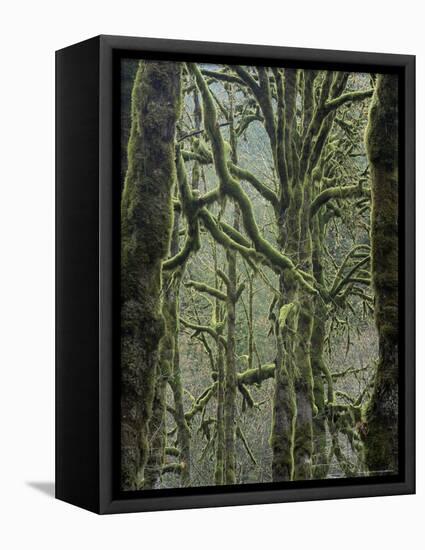Moss Covered Maple Trees, Dosewallips Campground, Olympic National Park, Washington State, USA-Aaron McCoy-Framed Premier Image Canvas