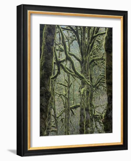 Moss Covered Maple Trees, Dosewallips Campground, Olympic National Park, Washington State, USA-Aaron McCoy-Framed Photographic Print